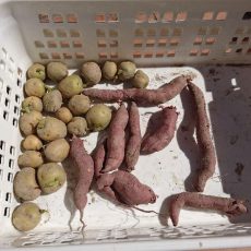 ジャガイモ（デジマ）の定植とサツマイモ（鳴門金時）の芽だし