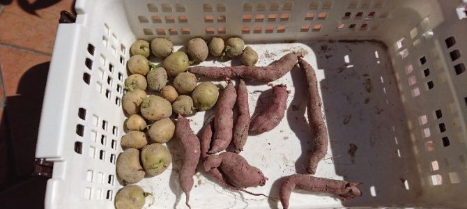 ジャガイモ（デジマ）の定植とサツマイモ（鳴門金時）の芽だし