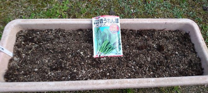 ほうれん草の播種