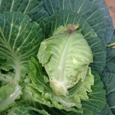 キャベツ（湖月SP）の最後の収穫