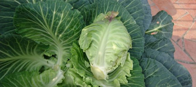 キャベツ（湖月SP）の最後の収穫