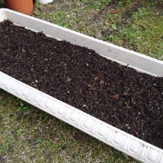 春菊（博多改良中葉春菊2号）とカブ（CRにしき）の播種