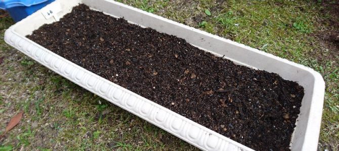 春菊（博多改良中葉春菊2号）とカブ（CRにしき）の播種