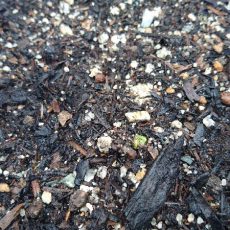 ジャガイモ（デジマ）の発芽