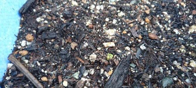 ジャガイモ（デジマ）の発芽