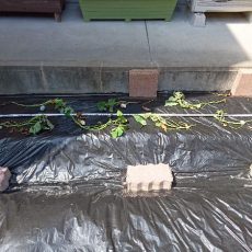 サツマイモ（安納芋）の定植