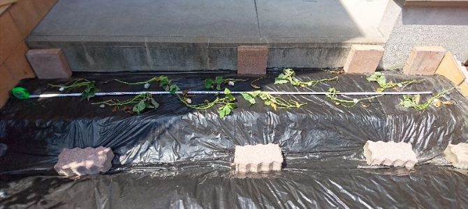 サツマイモ（安納芋）の定植