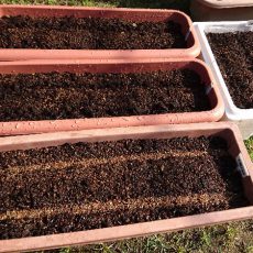 九条太葱と万能小ねぎの播種