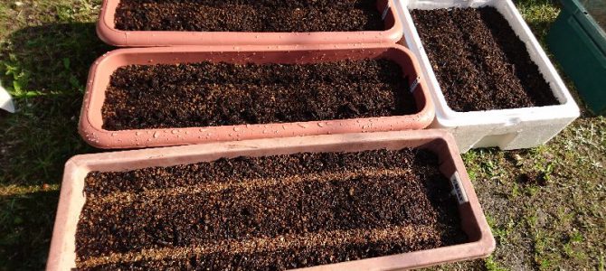 九条太葱と万能小ねぎの播種 九条太葱と万能小ねぎの播種