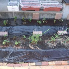 自宅畑にトマトと枝豆の定植