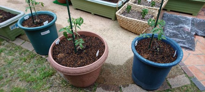 プランターにトマトとキュウリとオクラの定植とパクチー（コリアンダー）の播種