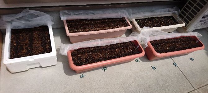 九条太葱と万能小ねぎの発芽