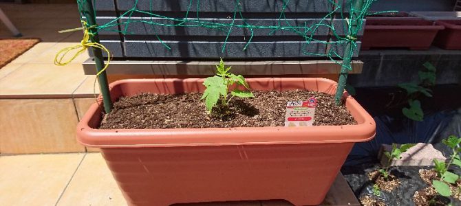 あばしゴーヤと白ゴーヤの定植