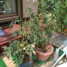 大玉トマト（桃太郎EX）のプランター栽培-2016年