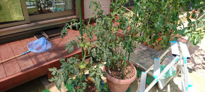 大玉トマト（桃太郎EX）のプランター栽培-2016年