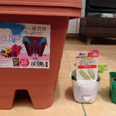 ゴーヤのプランター栽培-2016年