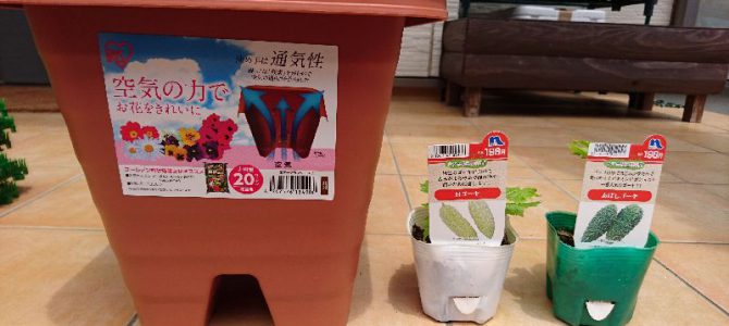 ゴーヤのプランター栽培-2016年