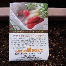 ラディッシュの播種