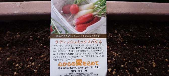 ラディッシュの播種