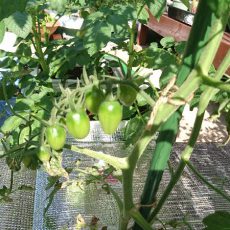 ミニトマト（アイコ）の水耕栽培-2016年