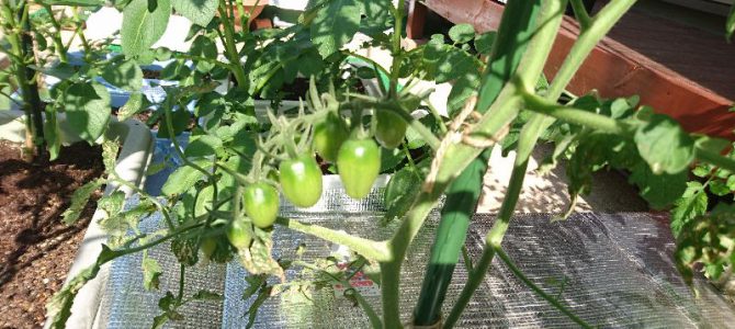 ミニトマト（アイコ）の水耕栽培-2016年