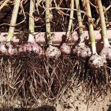 ニンニクの収穫