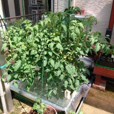 大玉トマト（桃太郎EX）の水耕栽培-2016年