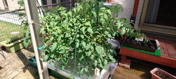 大玉トマト（桃太郎EX）の水耕栽培-2016年