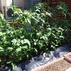 大玉トマト（桃太郎EX）の自宅畑栽培-2016年