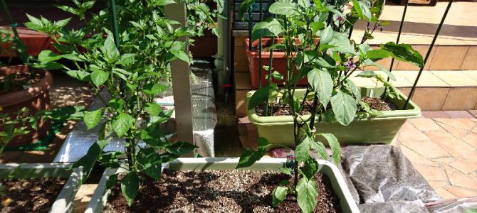 ピーマンと獅子唐のプランター栽培-2016年