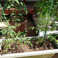 ミニトマト（ネネ）のプランター栽培-2016年