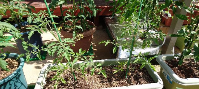 ミニトマト（ネネ）のプランター栽培-2016年