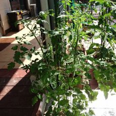 ミニトマト（ネネ）の水耕栽培-2016年