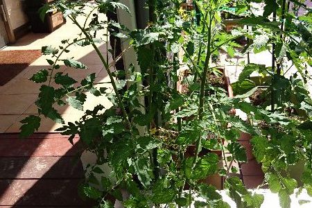 ミニトマト（ネネ）の水耕栽培-2016年