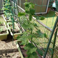 キュウリのプランター栽培-2016年