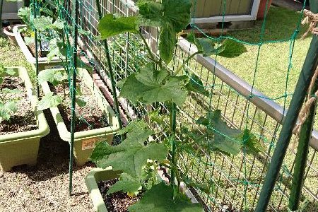 キュウリのプランター栽培-2016年