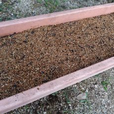 ワイルドストロベリーの播種