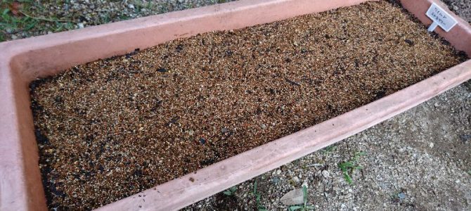 ワイルドストロベリーの播種