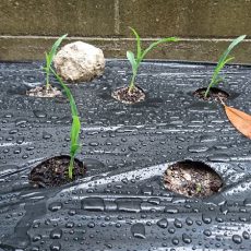 栽培日誌-20160604