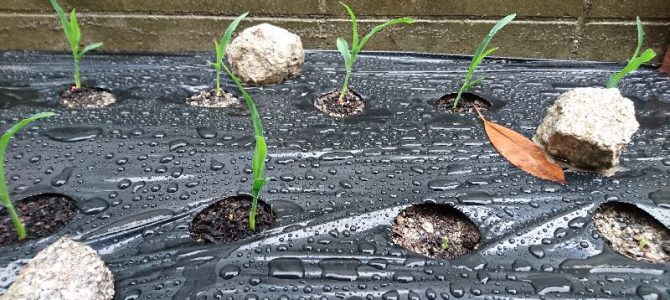 栽培日誌-20160604