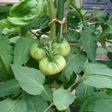 栽培日誌-20160611