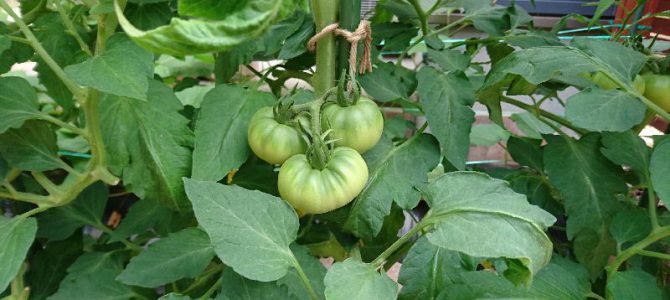 栽培日誌-20160611