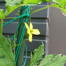 栽培日誌-20160617