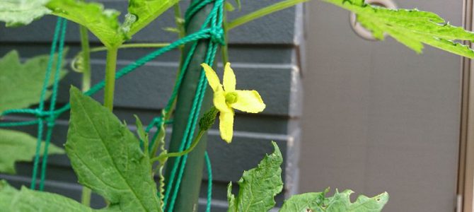 栽培日誌-20160617