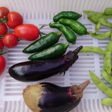 栽培日誌-20160624