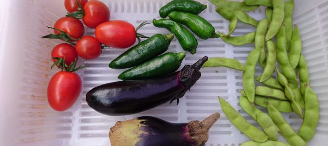 栽培日誌-20160624 栽培日誌-20160624