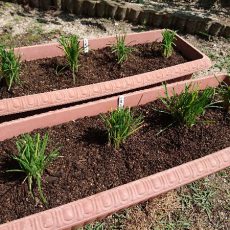 大葉にらの植え替え（株分け更新）