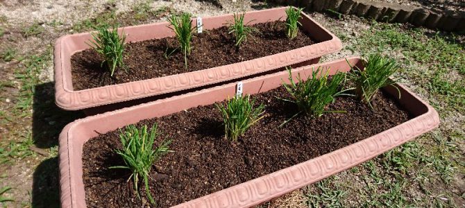大葉にらの植え替え（株分け更新）