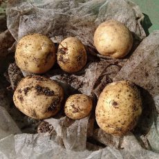 ジャガイモ（デジマ）の初収穫