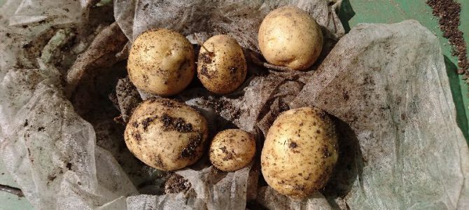 ジャガイモ（デジマ）の初収穫